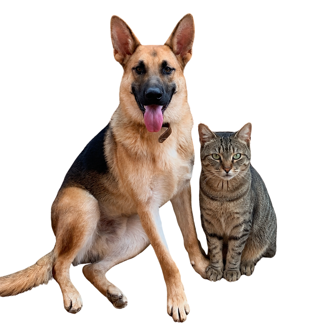 Cão e Gato